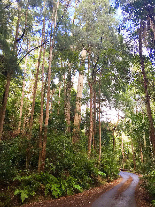 斯普林布鲁克国家公园，黄金海岸