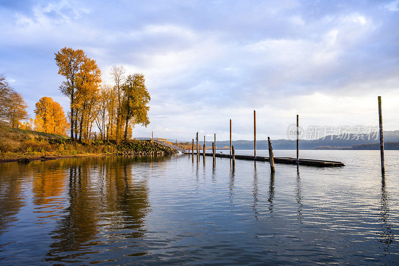 风景与黄秋天的树在岸边和荒废的码头与反映在哥伦比亚河