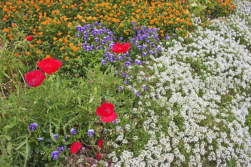 在法国普罗旺斯的法国风景里，罂粟花、三色堇和甘菊