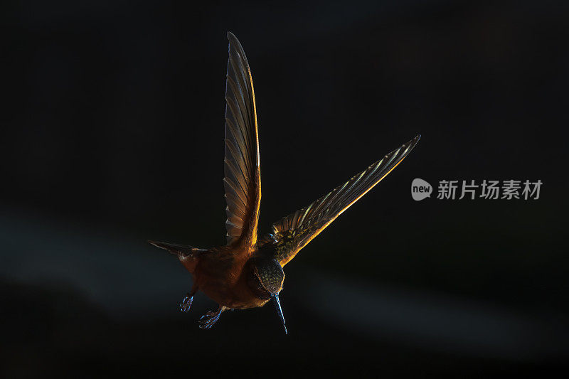 厄瓜多尔的蜂鸟――灿烂的阳光