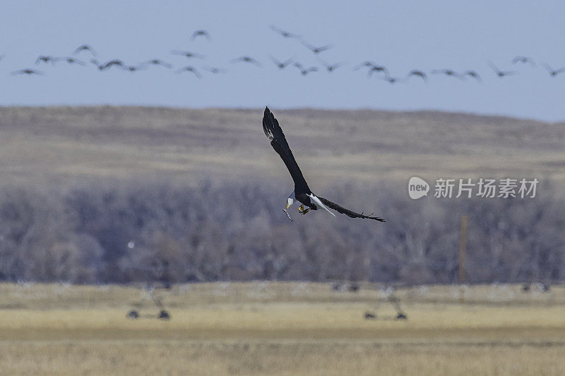 在冬季迁徙中，秃鹰会在飞行中掉落鱼类