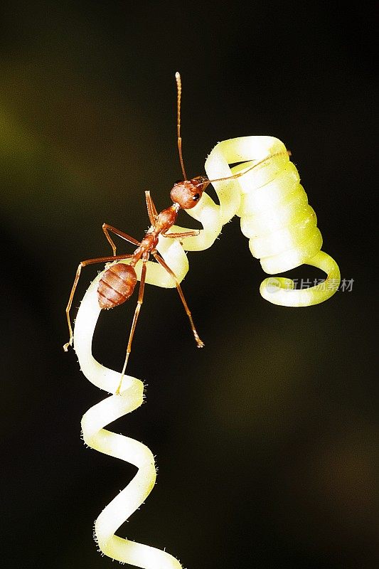 爬藤的蚂蚁手。