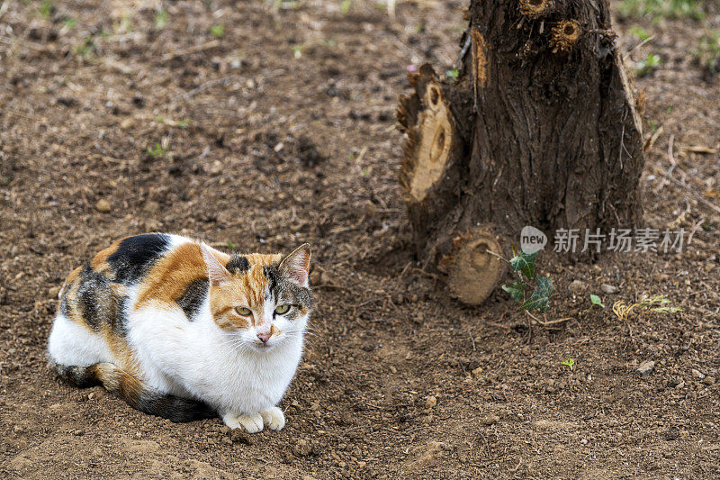 三色可爱的流浪猫正坐在地板上