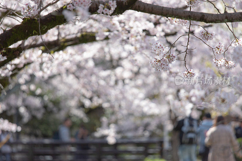 日本的樱花