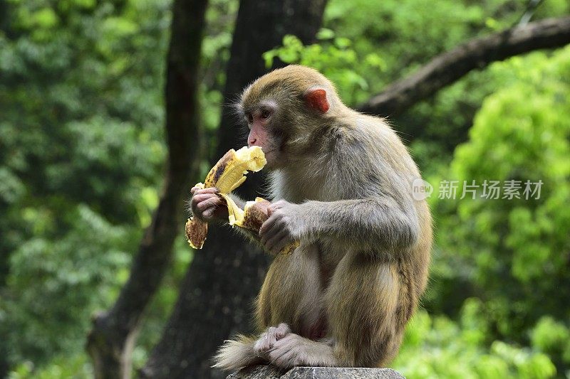 野生猕猴的日常生活是吃食物