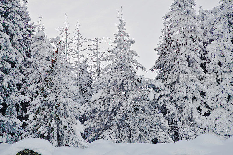 雪山森林