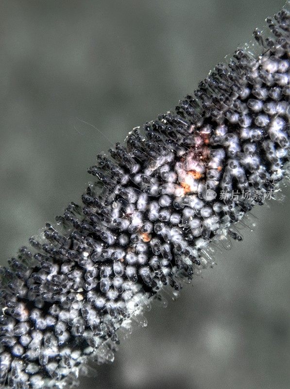 在休闲潜水沙巴州，婆罗洲鞭珊瑚虾虎鱼蛋的特写和微距镜头。
