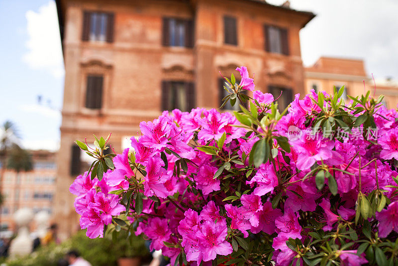 意大利罗马西班牙台阶上的杜鹃花
