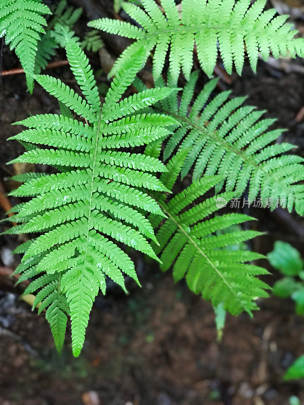 夏威夷考艾岛，蕨类沿着Nounou(沉睡的巨人)向西徒步旅行