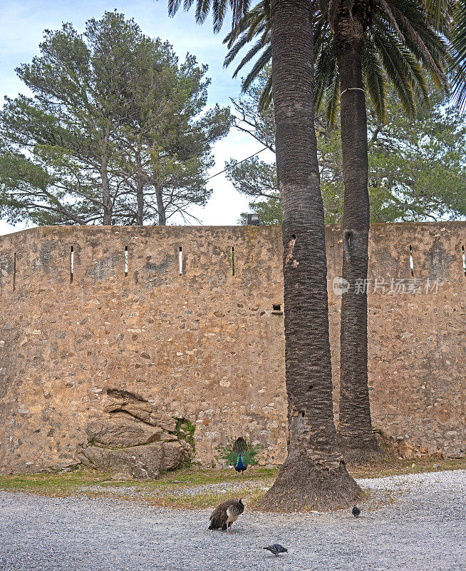圣特罗佩城堡的孔雀