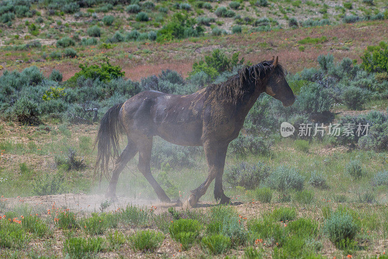科罗拉多州沙洗盆地的野马在尘土中打滚
