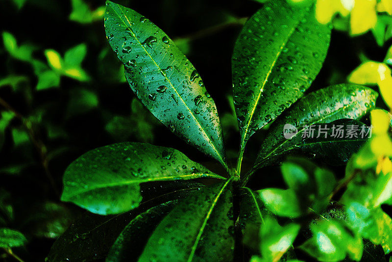 树叶与雨滴的特写视图