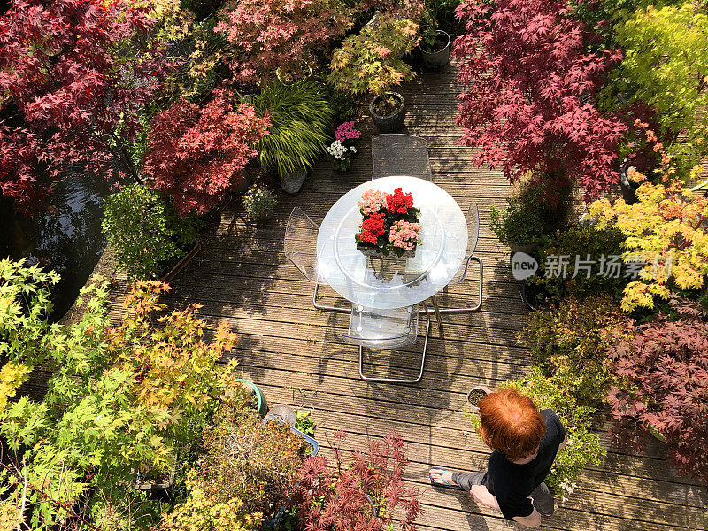 阳光明媚的夏天，后院花园装饰木材的形象，有槽的木制甲板从上面看，卡兰鳀花在玻璃露台桌子和有机玻璃椅子，锦鲤池周围的盆景树日本枫树，景观东方禅宗植物