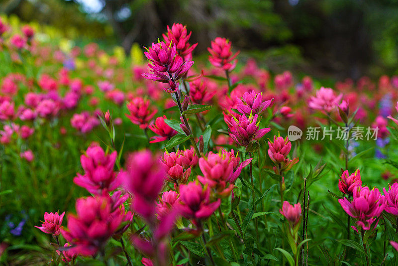 夏日野花遍地的山野草地