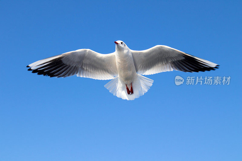 海鸥在湛蓝的天空中飞翔