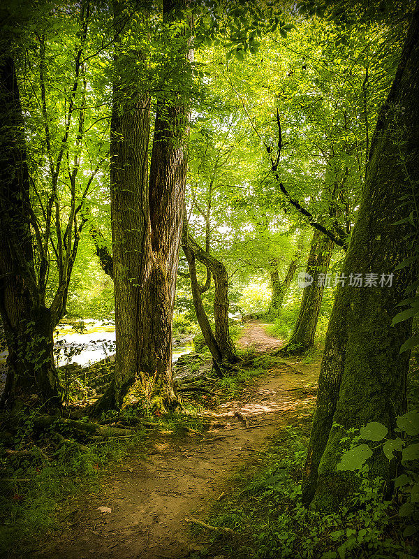 夏日穿越森林的徒步小径——烟山