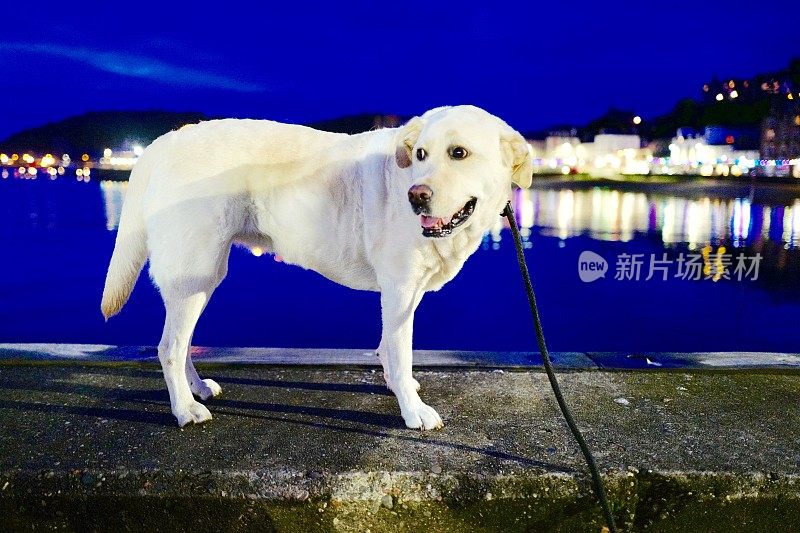 苏格兰拉布拉多寻回犬