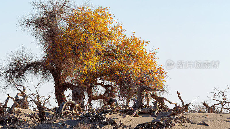 孤独的金色胡杨树在枯树森林沙漠的蓝天背景下，额济纳的秋天。内蒙古额济纳沙漠胡杨树景观。