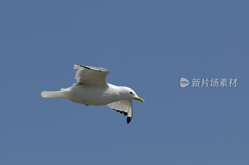 黑腿三趾鸥(三趾鸥科)