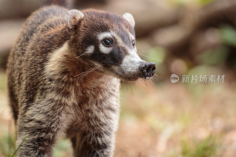 Coati在哥斯达黎加也被称为coatimundi