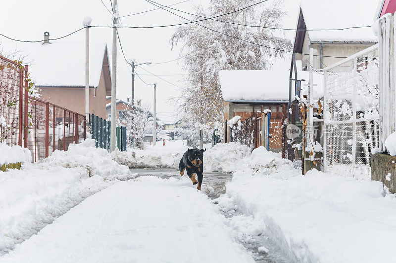 村子里的狗在雪地里玩耍