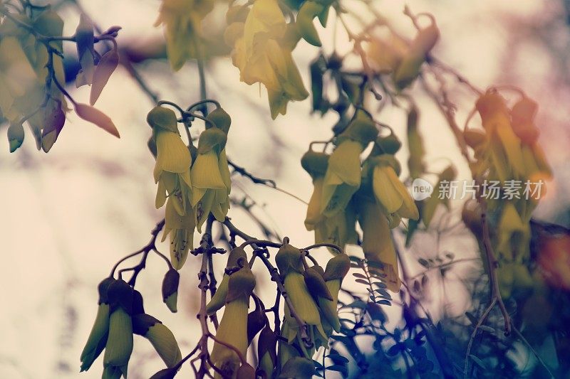 新西兰本土(槐花)科怀在春天开花