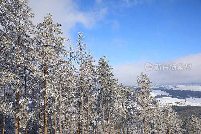 冬针叶林雪松。山顶的高山景观。阿尔卑斯山滑雪区。欧洲滑雪胜地。