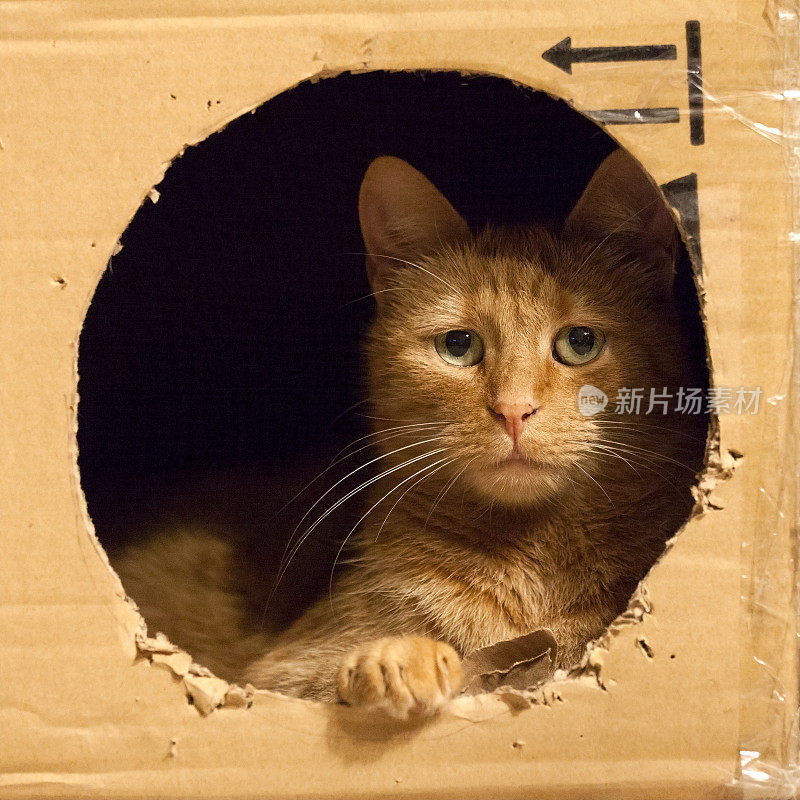 猫往盒子外看