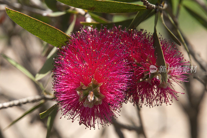 粉红色的花萼树，一种澳大利亚本土的瓶刷