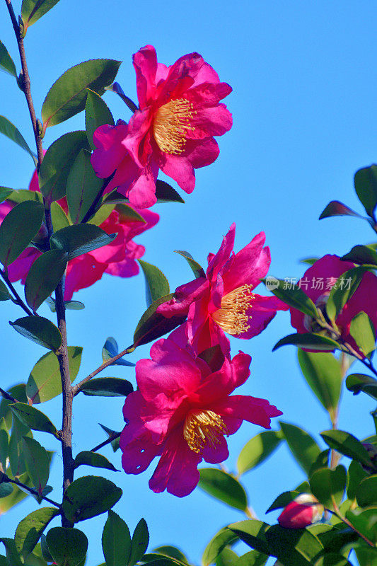 山茶花油茶花