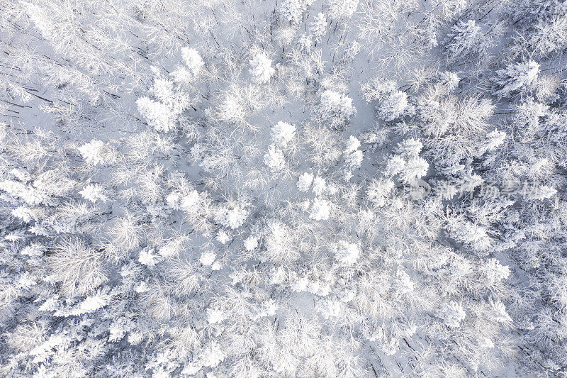 鸟瞰图北半球自然森林在冬季雪灾后，魁北克，加拿大