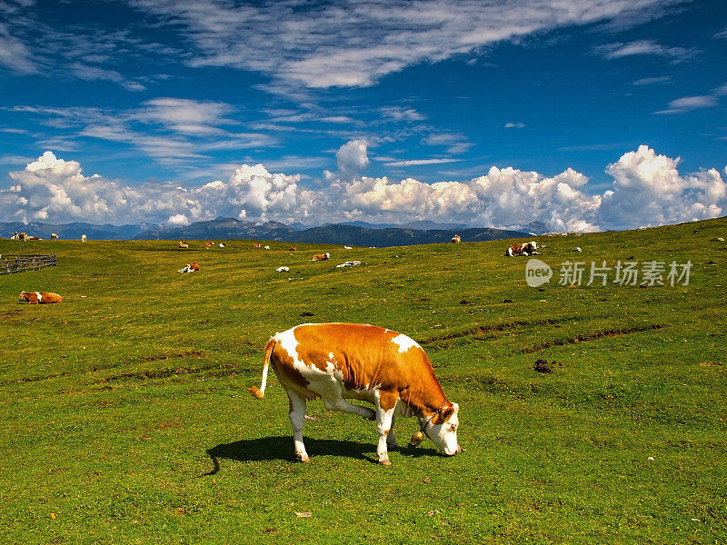 山上牧场上的牛