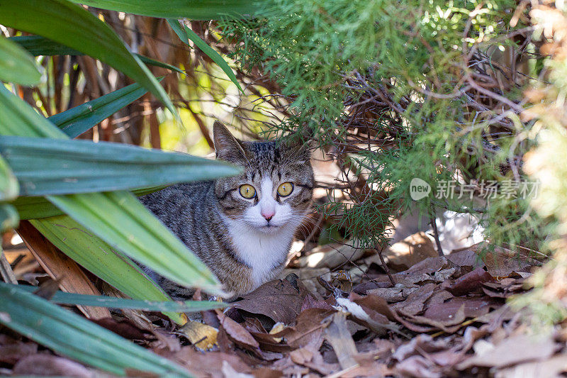 猫躲在城市里