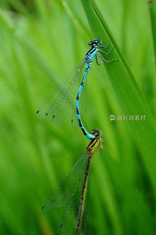 大自然中一只美丽的蜻蜓的照片。美丽的野花和绿草。