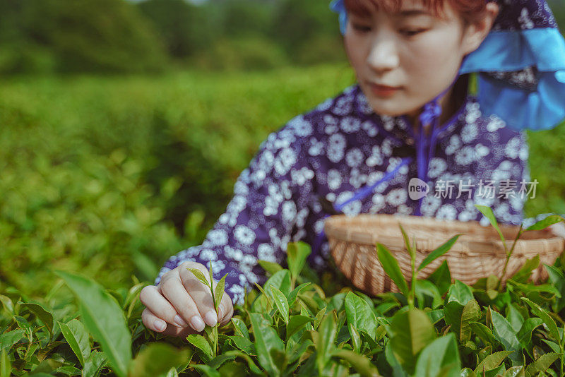 妇女们在采茶