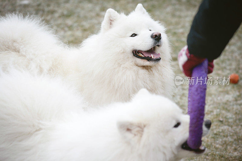 萨摩耶犬(冬天)