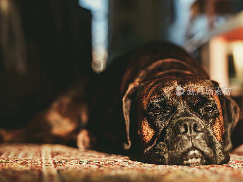 拳师犬在地板上休息