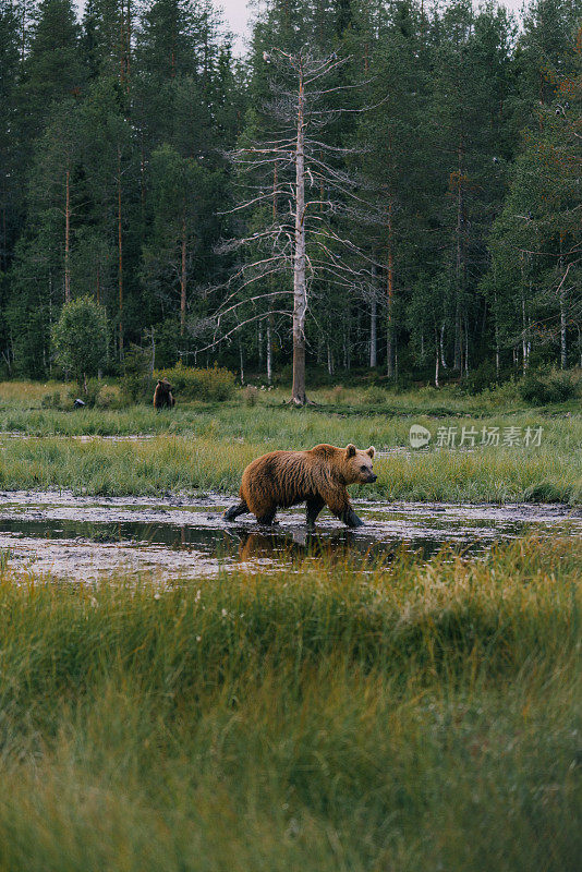 野生棕熊在森林里行走