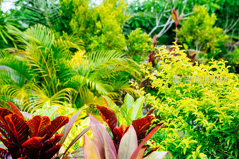 巴厘岛郁郁葱葱的热带花园