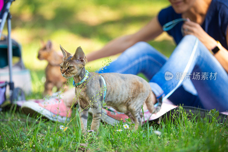 成年女性宠物主人在公园里与她的小猫在宠物皮带上放松