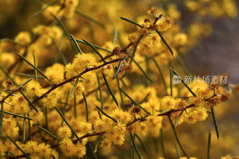 黄自然花澳大利亚跳杰克Wattle