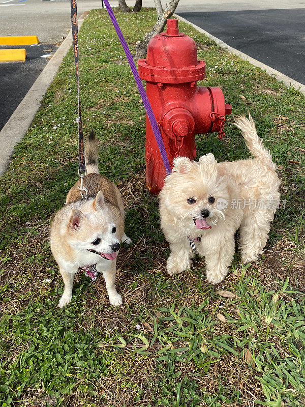 外面有小搜救犬