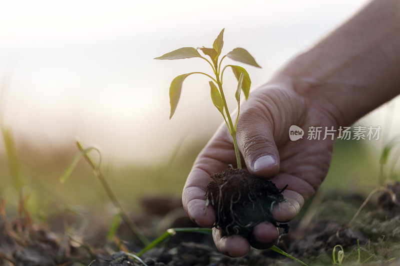 农民在有机花园里种苗