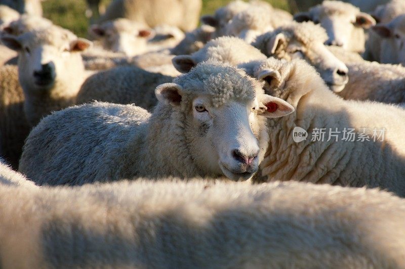 新西兰农村绵羊的特写