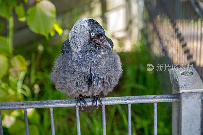 小乌鸦坐在篱笆上