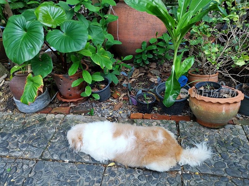 狗在后院花园睡觉