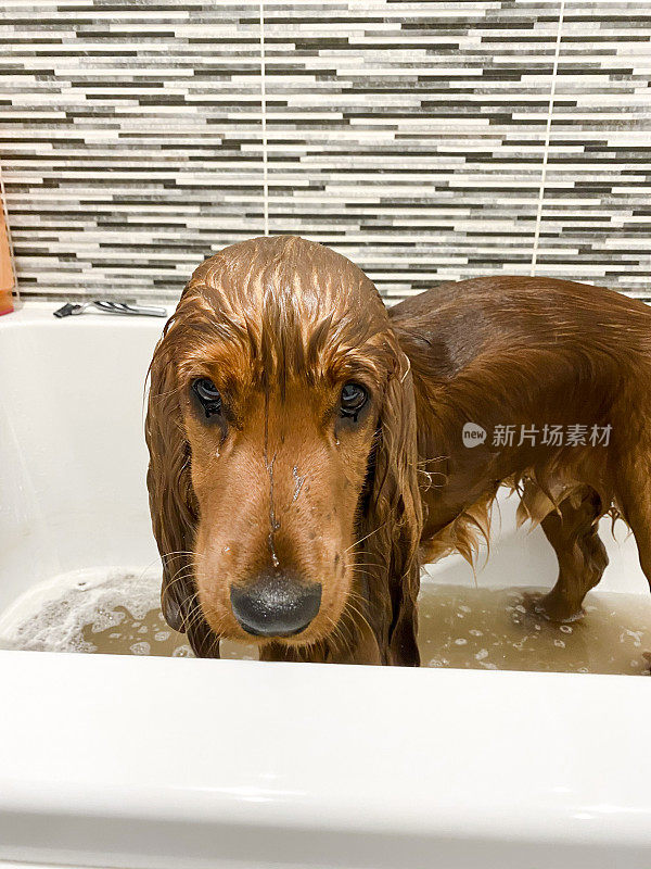 浴缸里湿漉漉的西班牙猎犬盯着摄像机