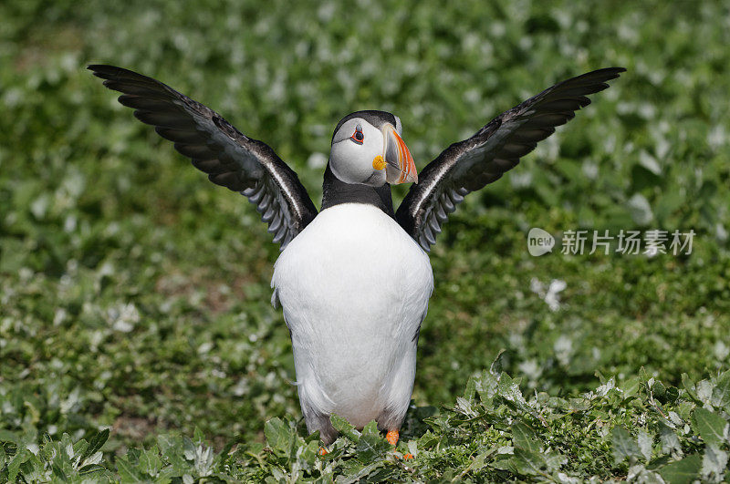 海雀部(北极海雀兄弟会)