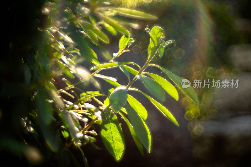 近距离观察沐浴在阳光下的植物。