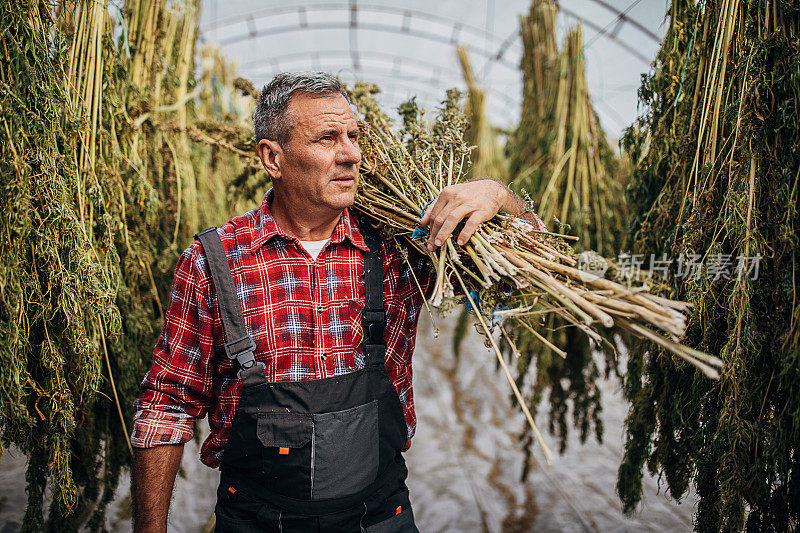 农民在收集大麻植株